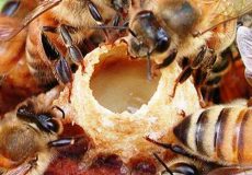 تولید ژل رویال اصل توسط زنبور