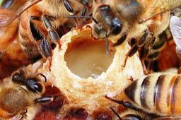 تولید ژل رویال اصل توسط زنبور
